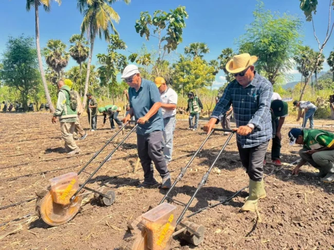 tanam jagung lembata